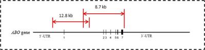 Analysis of the Genomic Sequence of ABO Allele Using Next-Generation Sequencing Method